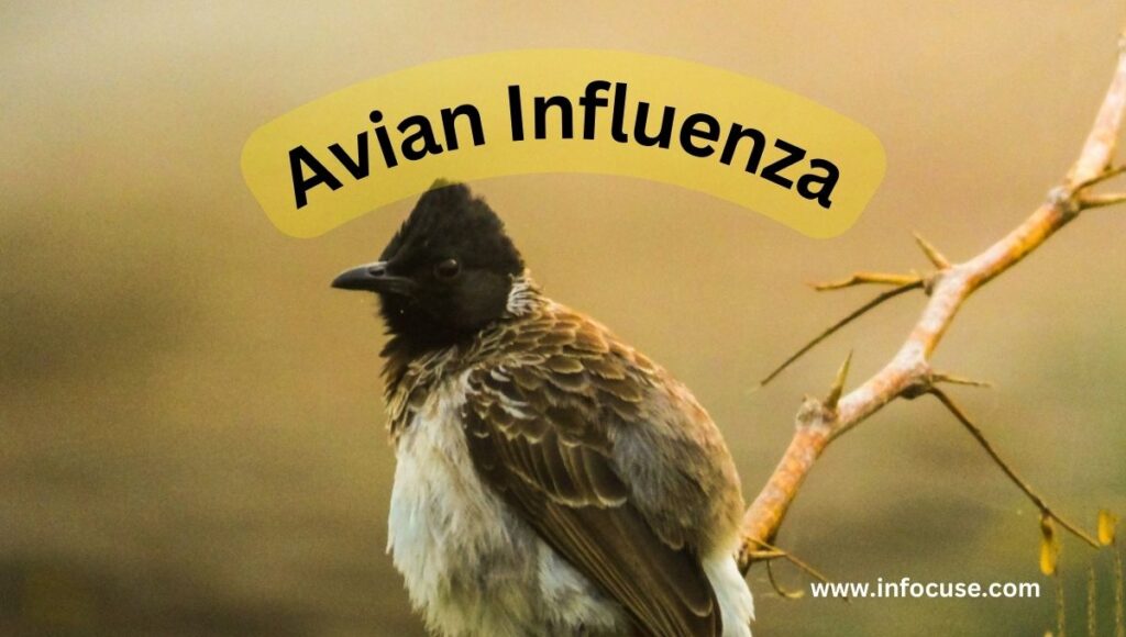 Avian-Influenza