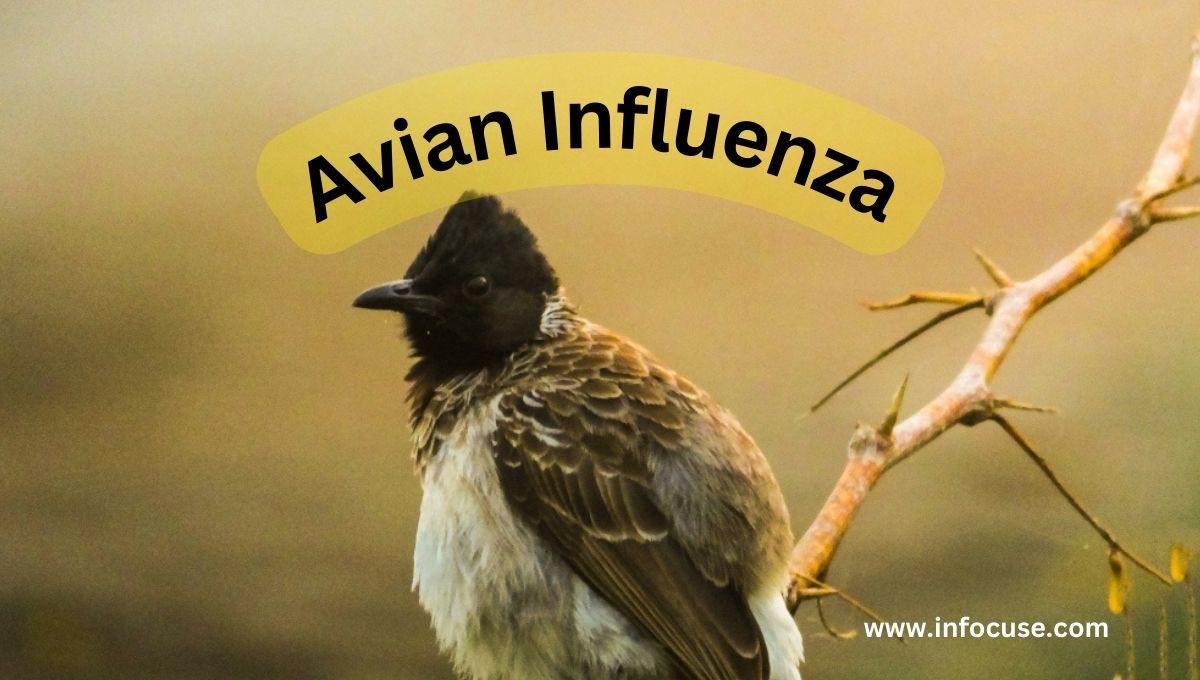 Avian-Influenza