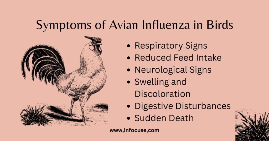 Symptoms-of-Avian-Influenza-in-Birds